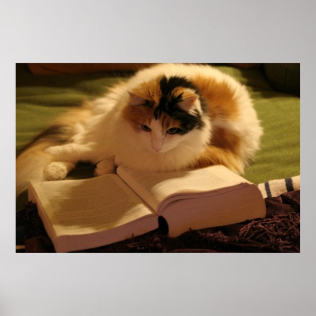 Feline Scholar Poster (Front)