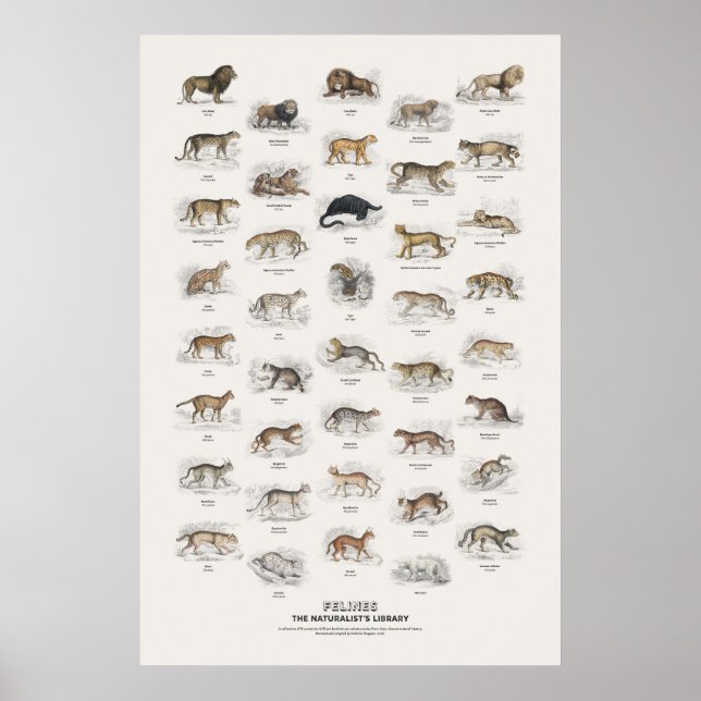 Felines - Naturalist's Library Poster (Front)