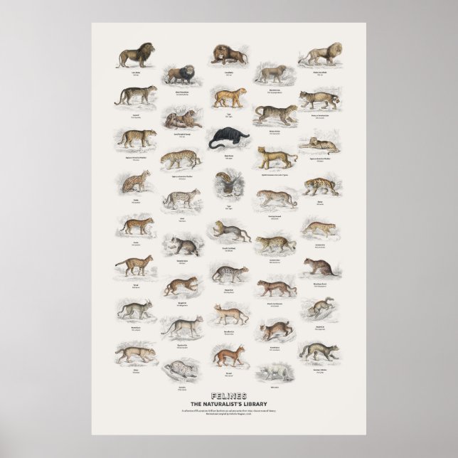Felines - Naturalist's Library Poster (Front)