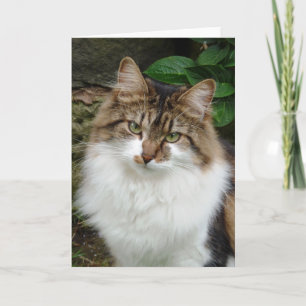 Felix in Thoughtful Mode Card