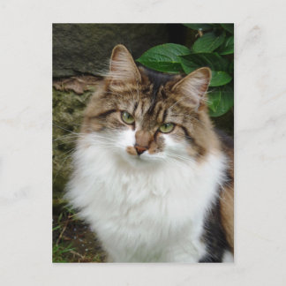 Felix in Thoughtful Mode Postcard