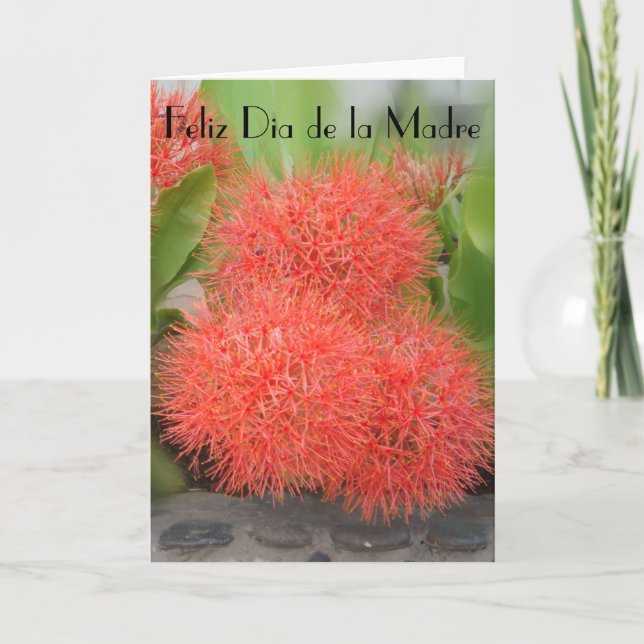 Feliz Dia de la Madre 18 Card (Front)