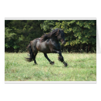 Fell Pony Stallion