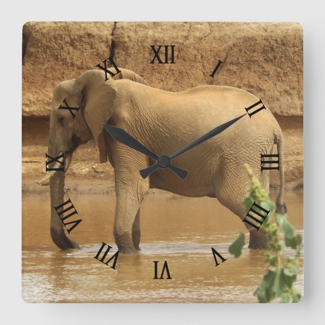 Female African Elephant in Tanzania, Africa Square Wall Clock (Front)
