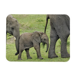 Female African Elephant with Baby Magnet