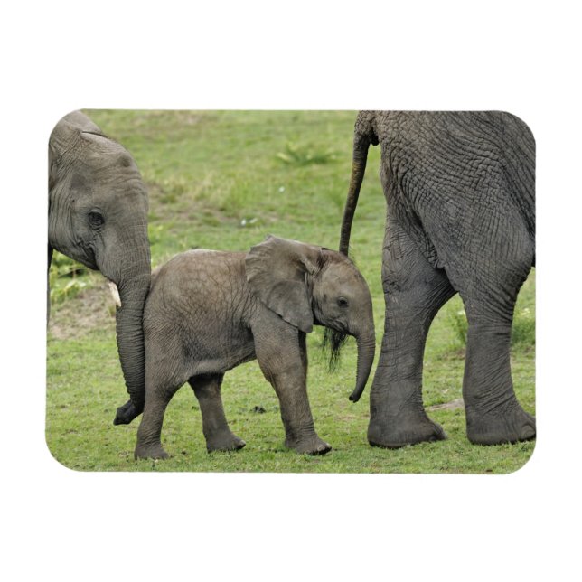 Female African Elephant with Baby Magnet (Horizontal)