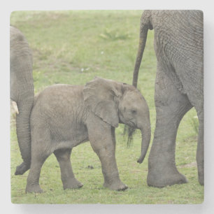 Female African Elephant with Baby Stone Coaster