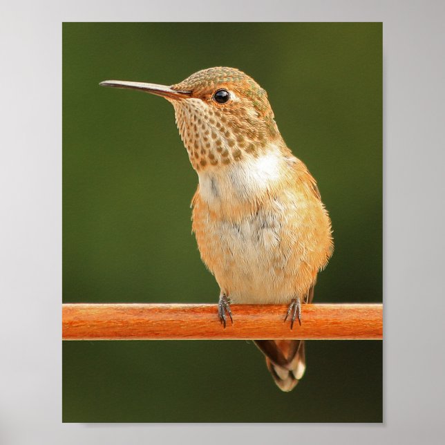 Female Allen's Hummingbird - Rosie 1 Poster (Front)