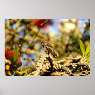 Female Anna's Hummingbird, California, 36x24 Photo Poster