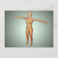 Female Arteries, Veins, & Nervous System