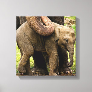 Female Asian Elephant Mother Protecting Her Baby Canvas Print