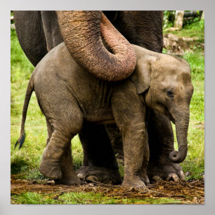 Female Asian Elephant Mother Protecting Her Baby Poster