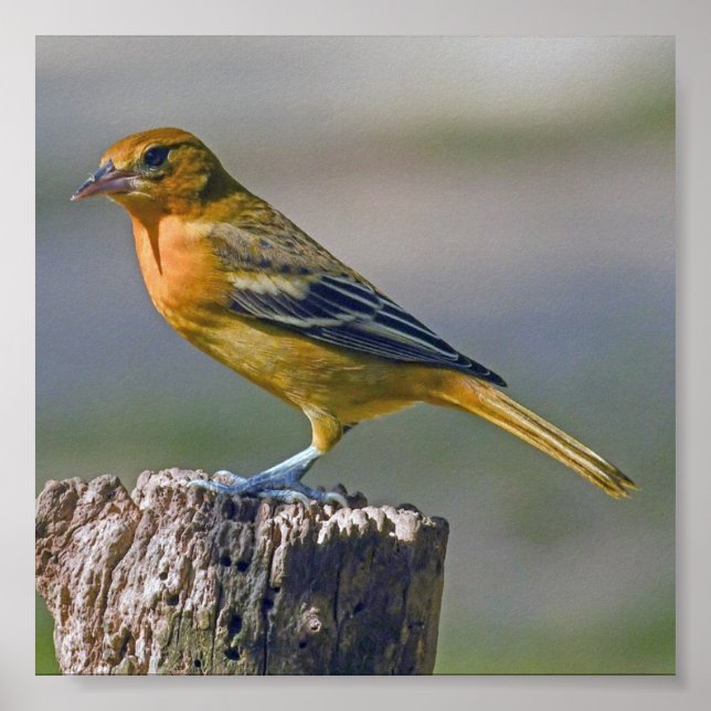 Female Baltimore Oriole Poster (Front)