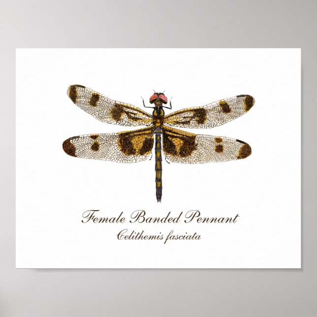 Female Banded Pennant Dragonfly art Poster (Front)