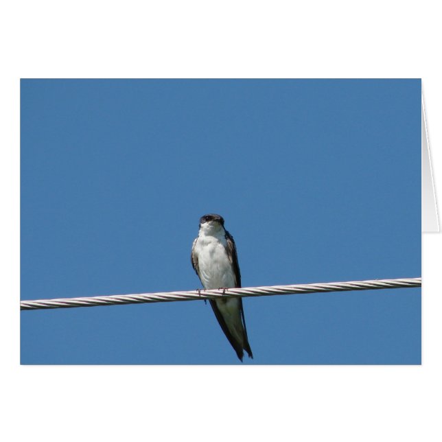 Female Barn Swallow (Front Horizontal)