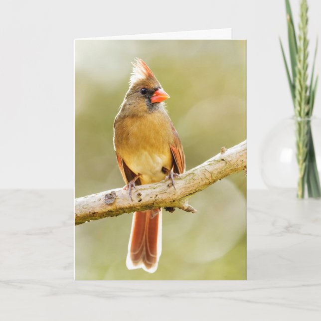 Female Beautiful Northern Cardinal on Tree Limb Thank You Card (Front)