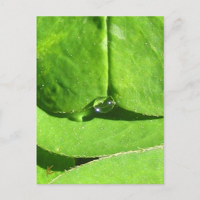 Female Belly, Green Clover Goddess Postcard (Front)