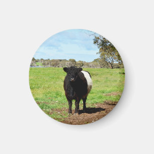 Female Belted Galloway Cow,  Magnet