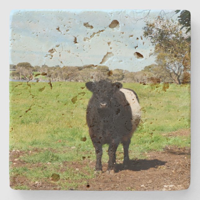 Female Belted Galloway Cow,    Stone Coaster (Front)