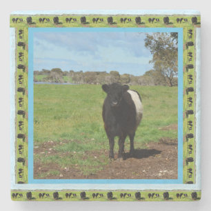 Female Belted Galloway Cow, Stone Coaster