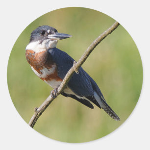 Female Belted Kingfisher Out on a Limb Classic Round Sticker