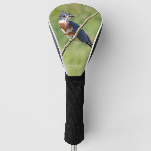 Female Belted Kingfisher Out on a Limb Golf Head Cover (Front)