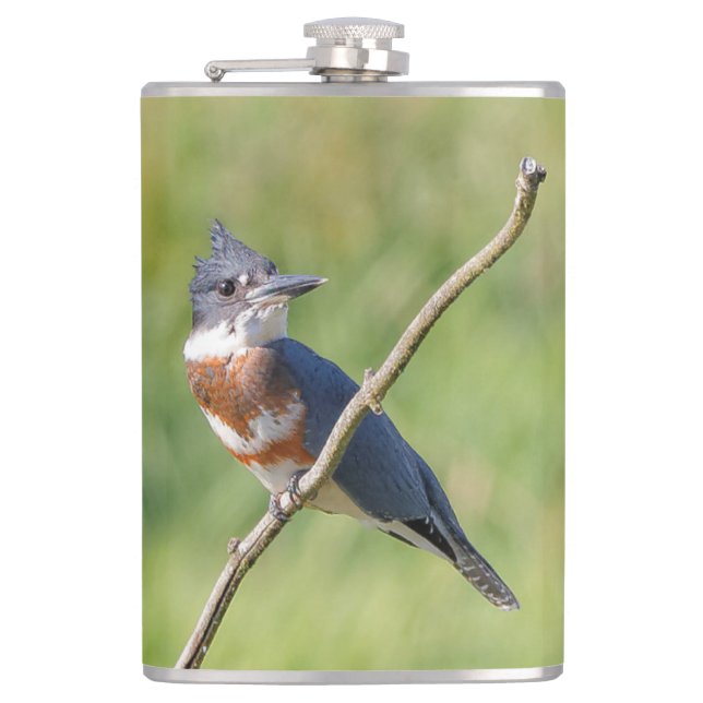 Female Belted Kingfisher Out on a Limb Hip Flask (Front)