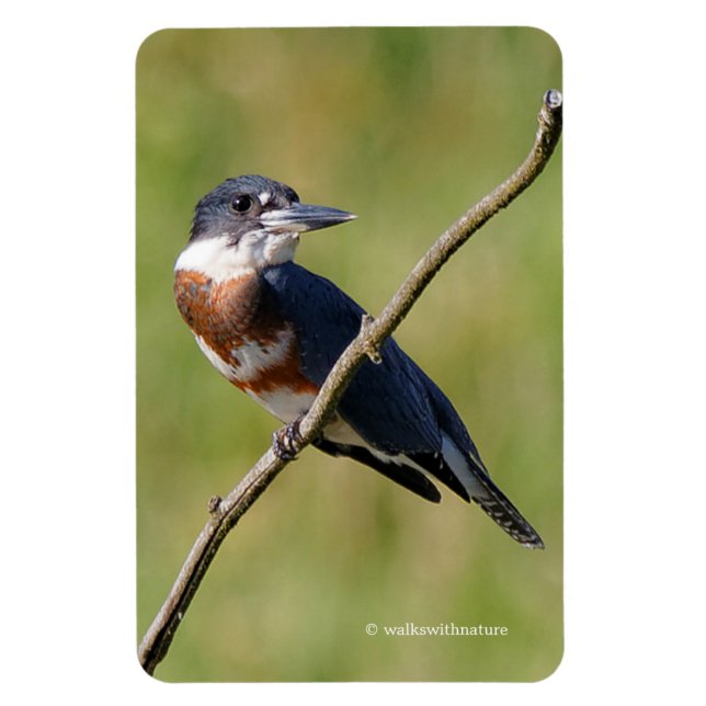 Female Belted Kingfisher Out on a Limb Magnet (Vertical)