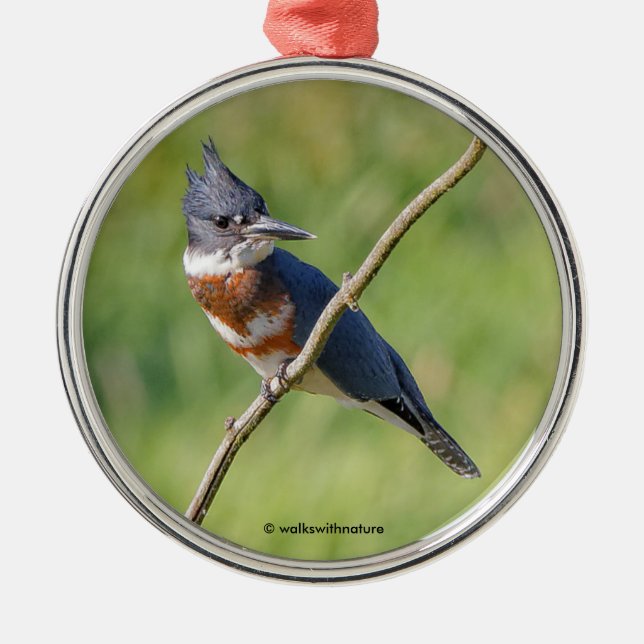 Female Belted Kingfisher Out on a Limb Metal Tree Decoration (Front)