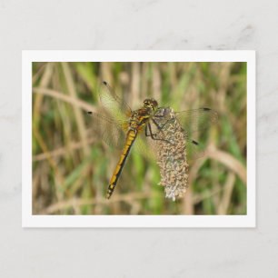 Female Black Darter Dragonfly Postcard
