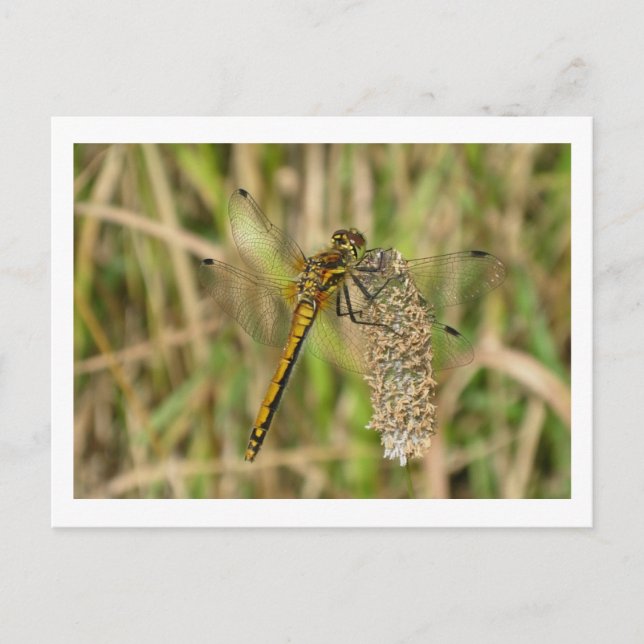 Female Black Darter Dragonfly Postcard (Front)