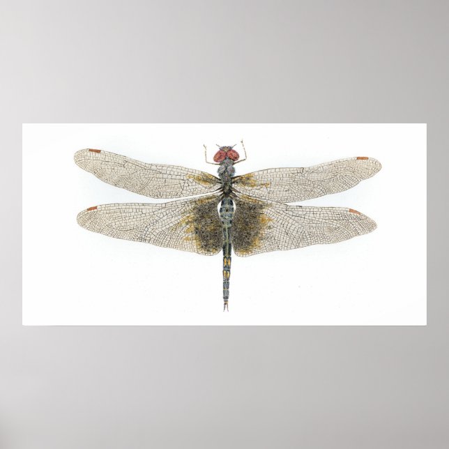 Female Black Saddlebags Dragonfly Poster (Front)