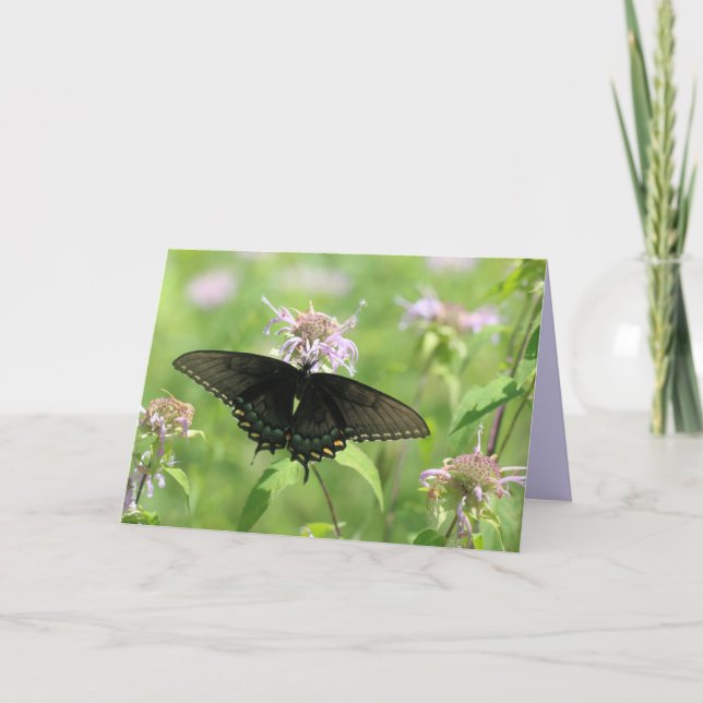 Female Black Swallowtail Card (Front)