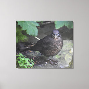 Female Blackbird  Canvas Print