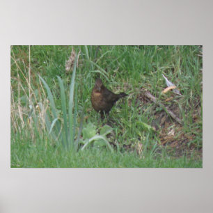 Female Blackbird Print