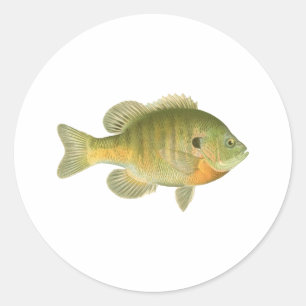 Female Bluegill - Bream - Sunfish Classic Round Sticker