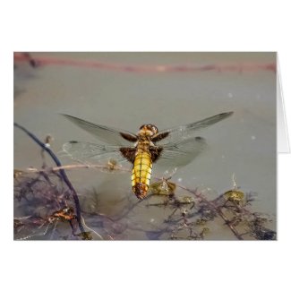 Female Broad-bodied Chaser (Libellula De Dragonfly Card
