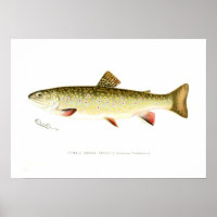 Female Brook Trout