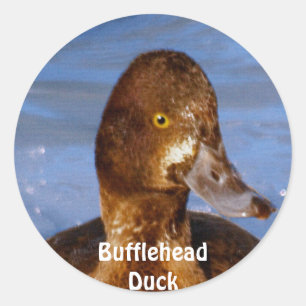 Female Bufflehead Duck Bird Wildlife Sticker