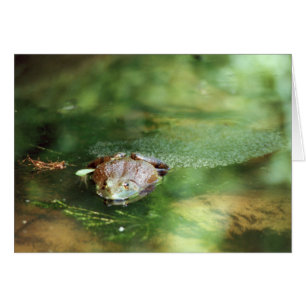 Female Bullfrog Laying Eggs