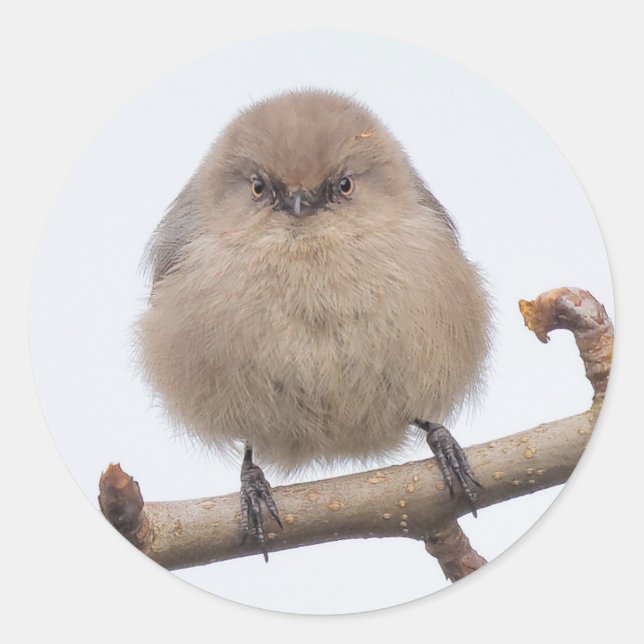 Female Bushtit in the Pear Tree Classic Round Sticker (Front)