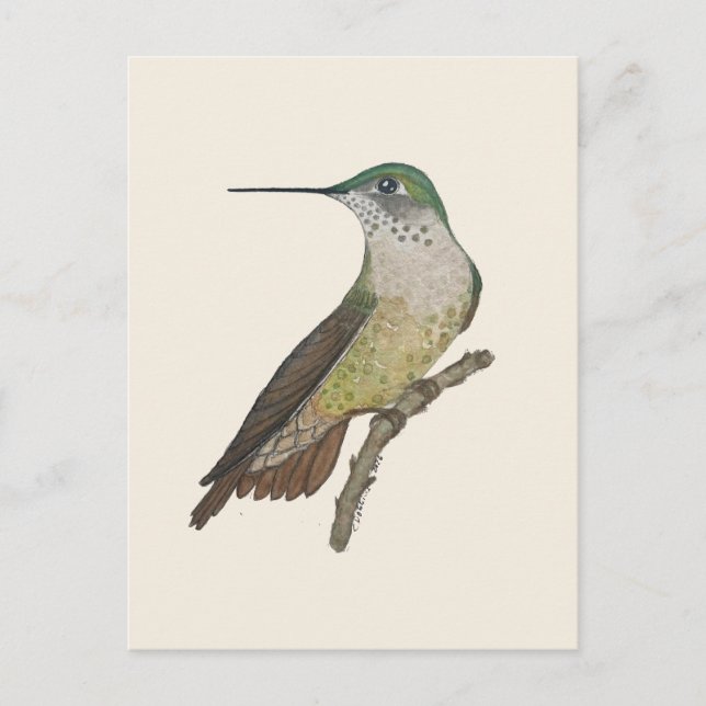 Female Calliope Hummingbird Postcard (Front)