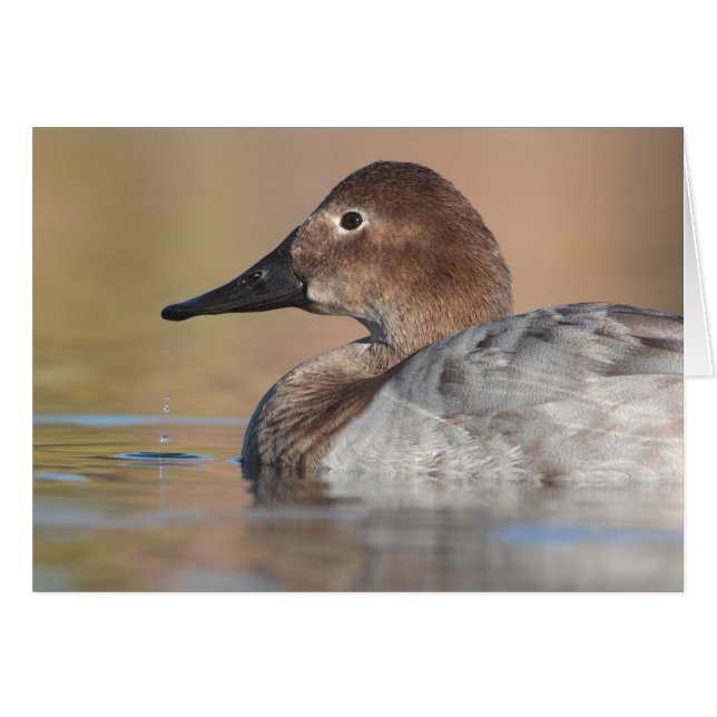 Female Canvasback duck Profile (Front Horizontal)