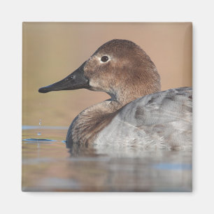 Female Canvasback duck Profile Magnet