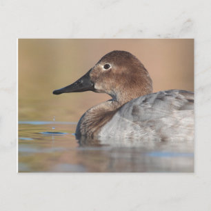 Female Canvasback duck Profile Postcard