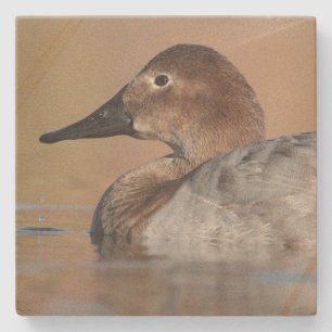 Female Canvasback duck Profile Stone Coaster