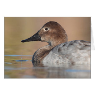 Female Canvasback profile