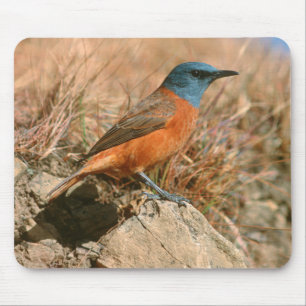 Female Cape Rock Thrush (Monticola Rupestris) Mouse Mat