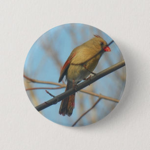 Female Cardinal/Bird 6 Cm Round Badge