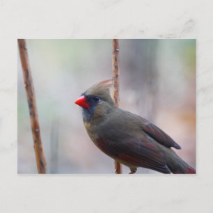 Female Cardinal Bird Postcard